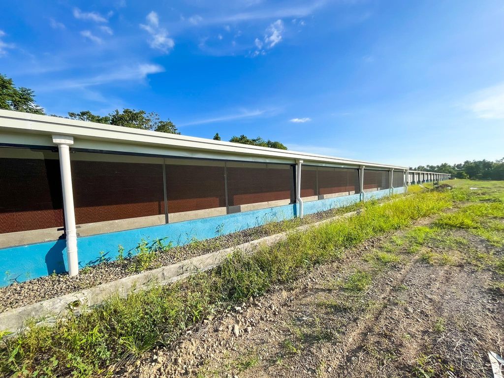 Tunnel-ventilated broiler house at Pantukan Broiler Growing Farm
